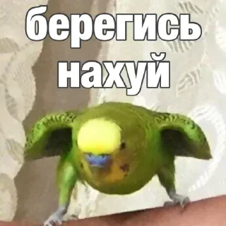 Стикер попугай мемы | @Stick4Gram - 0