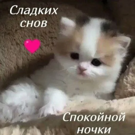 Создано в @sozdat_stikery_bot Создано в @sozdat_stikery_bot -