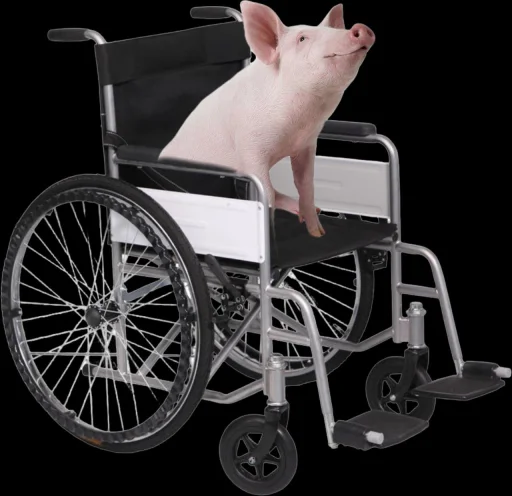 🦽🐷 @TgEmodziBot 🦽🐷 @TgEmodziBot -