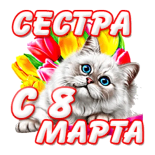 small to medium-sized cats small to medium-sized cats felidae cat