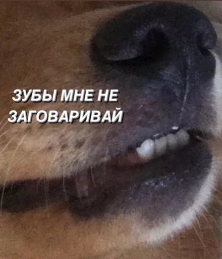От псины и петуха От псины и петуха -