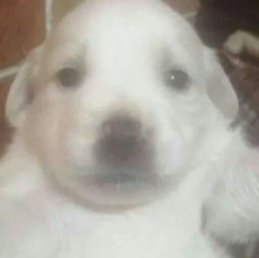 nose nose -