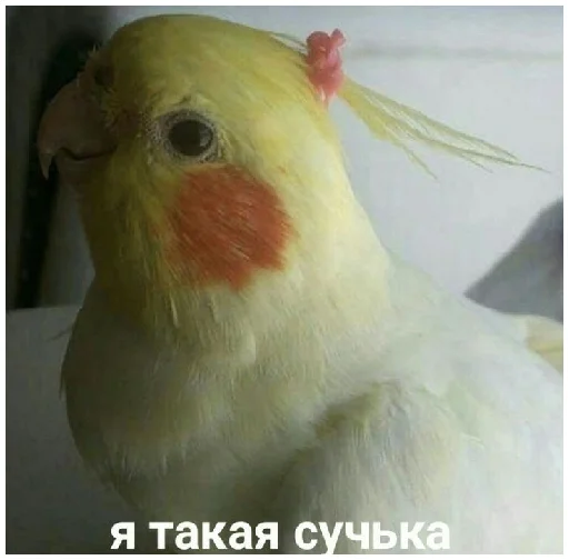 Какой же ты ущерб мать моя попугай Какой же ты ущерб мать моя попугай -