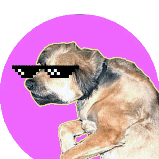 allforgiving Pavlov doge allforgiving Pavlov doge -