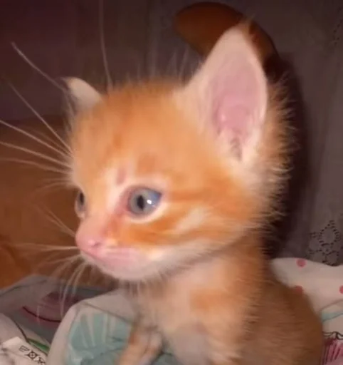 animal animal mammal cat