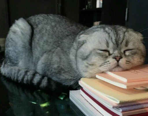 cat,iamkittycat cat,iamkittycat -