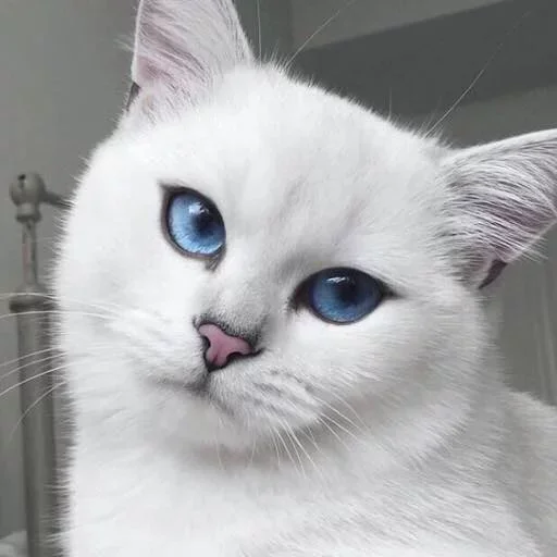 ПерсичеГ :: @fStikBot ПерсичеГ :: @fStikBot -