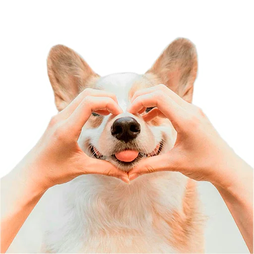 Бляцкие корги (@pesiki_ne_pesiki) Бляцкие корги (@pesiki_ne_pesiki) - домашнее животное