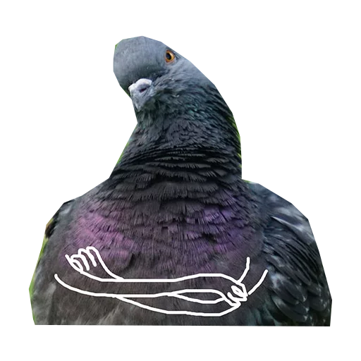 животное птица голубь