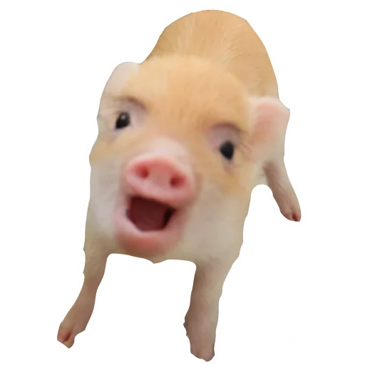 Vivi The Piggy Vivi The Piggy -