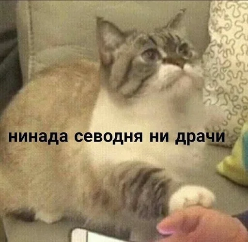 mammal mammal animal cat