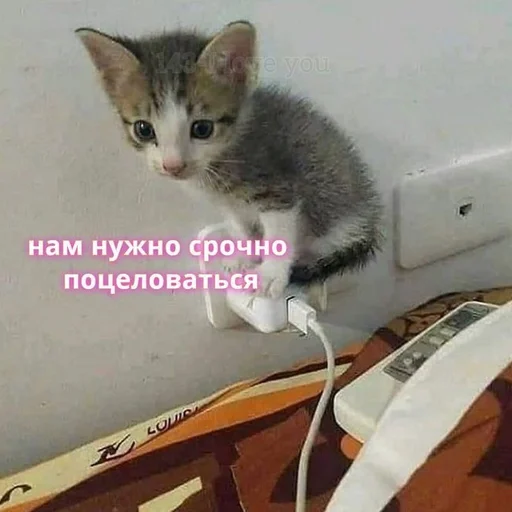 text text indoor small to medium-sized cats