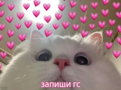 котики <3 by @neko_blyat :: @fStikBot котики <3 by @neko_blyat :: @fStikBot -