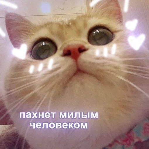 animal animal cat mammal