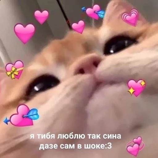 cat cat domestic cat mammal