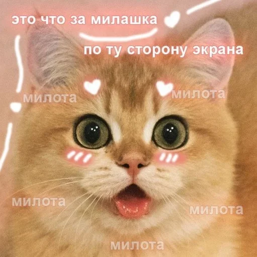 animal animal mammal cat