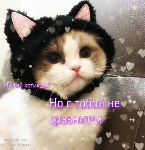 mammal mammal cat animal
