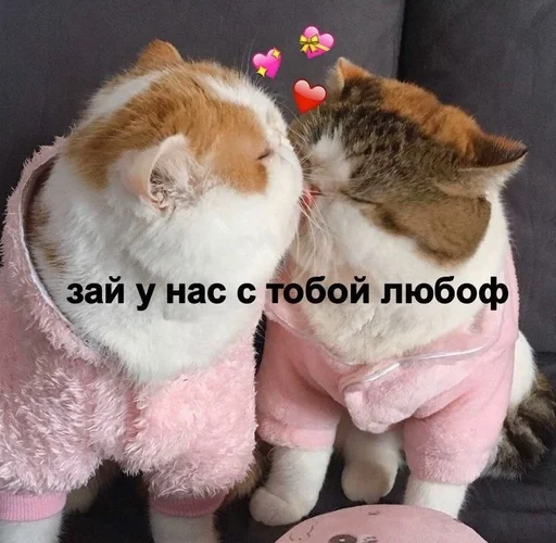 small to medium-sized cats small to medium-sized cats felidae fur