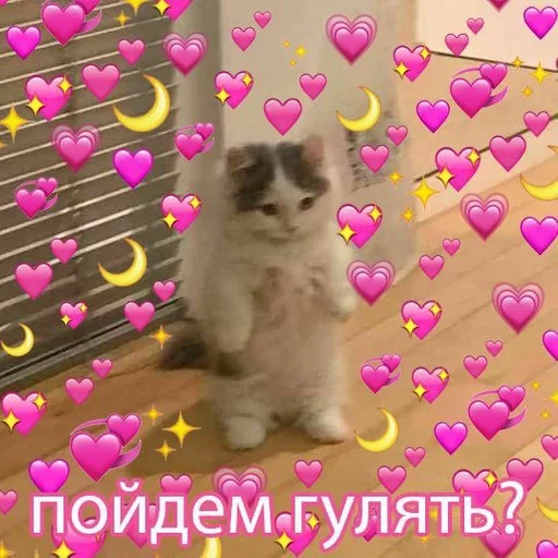 small to medium-sized cats small to medium-sized cats animal cat