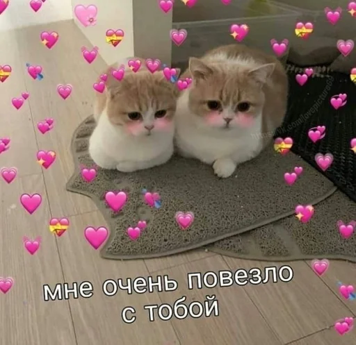 small to medium-sized cats small to medium-sized cats cat domestic cat