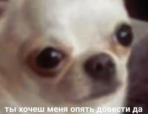 animal animal mammal pet