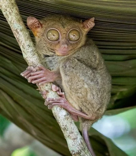 animal animal mammal tarsier