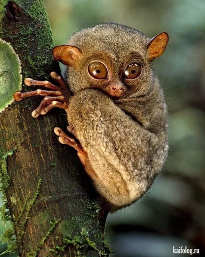 animal animal mammal primate