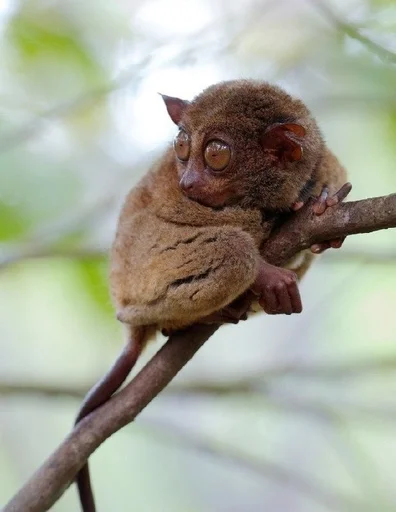 animal animal mammal primate