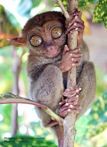 animal animal mammal primate