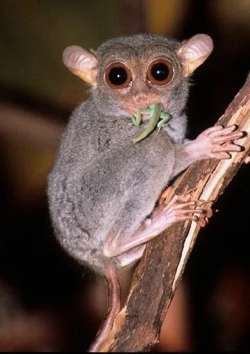 animal animal primate mammal