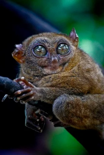 animal animal mammal primate