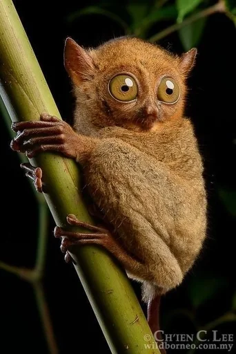 animal animal mammal tarsier