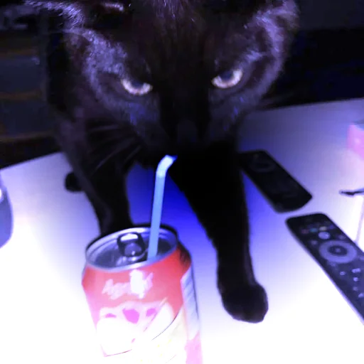 cat cat soft drink animal