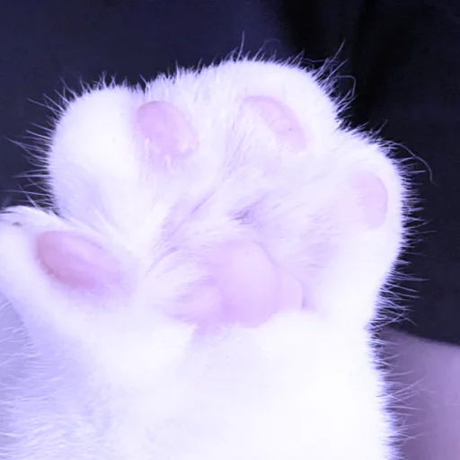 mammal mammal animal mouse