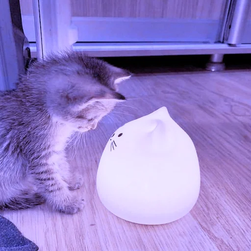 cat cat animal indoor