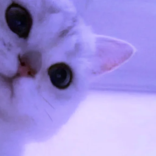 animal animal cat mammal