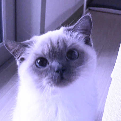 animal animal mammal cat