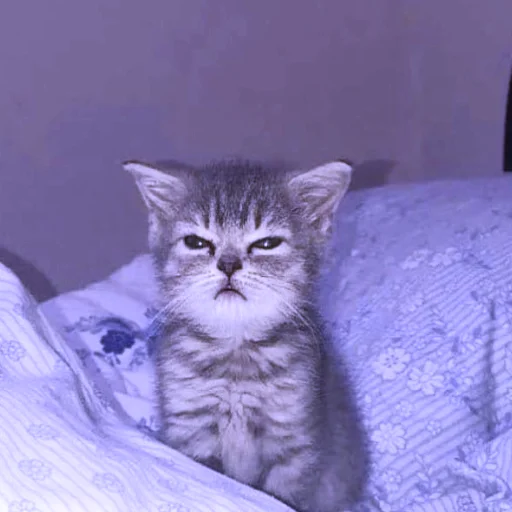 cat cat animal mammal
