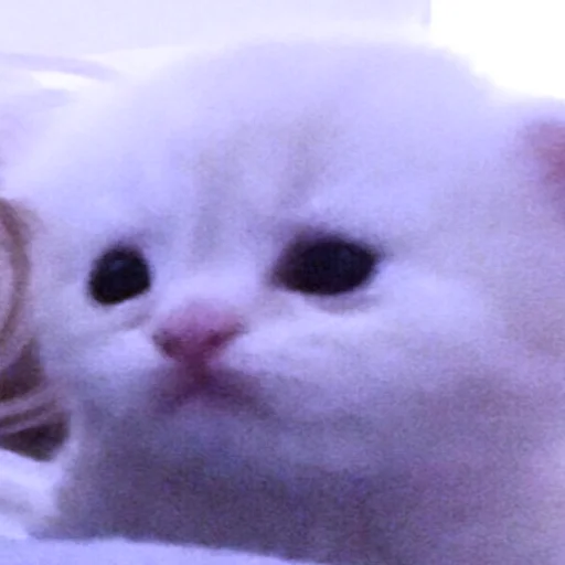 mammal mammal animal cat