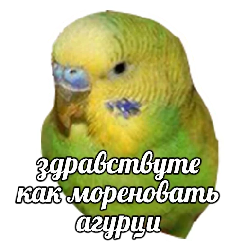 ПОДБОРКА МЕМОВ part 7 ПОДБОРКА МЕМОВ part 7 -