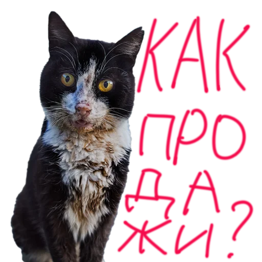 Вова нахуярил стикер Вова нахуярил стикер -