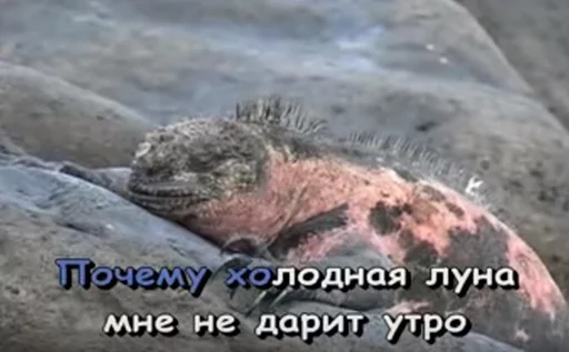 животное животное млекопитающее на открытом воздухе
