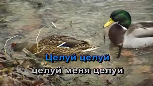 водная птица водная птица животное птица