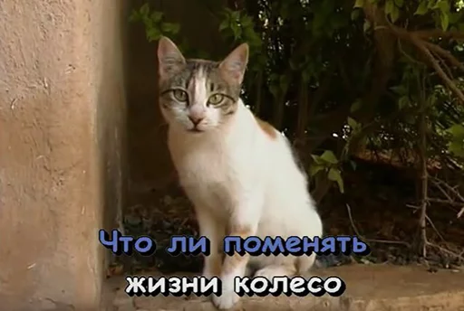 млекопитающее млекопитающее кошка животное