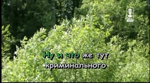 СМС СМС растение дерево