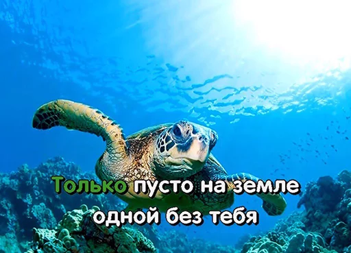 животное животное млекопитающее риф
