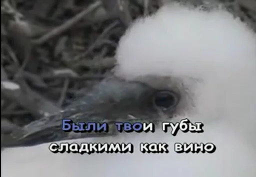 животное животное птица водная птица
