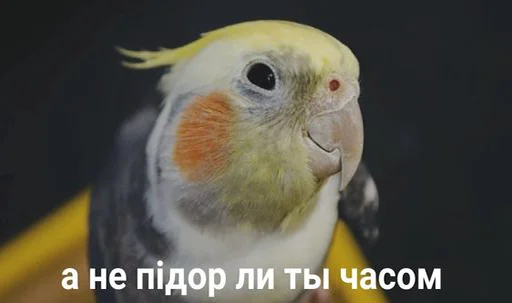animal bird parrot
