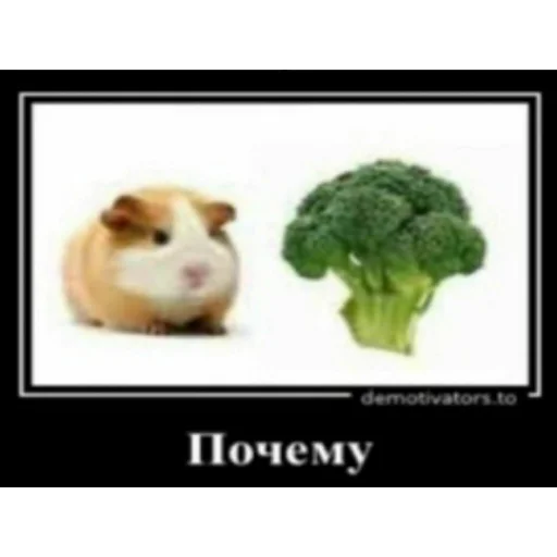 почему @stolen_meme_s почему @stolen_meme_s - животное
