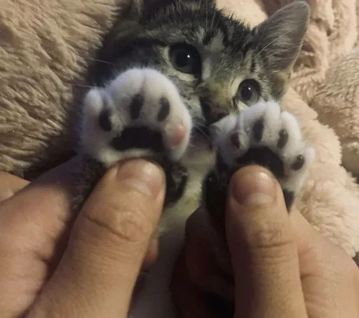 kitten kitten person felidae